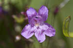 Sharpsepal beardtongue